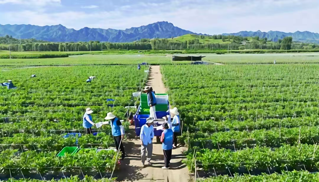 以党旗领航，向田野作答——保定“党支部领办农业服务专业合作社”模式引领乡村振兴路