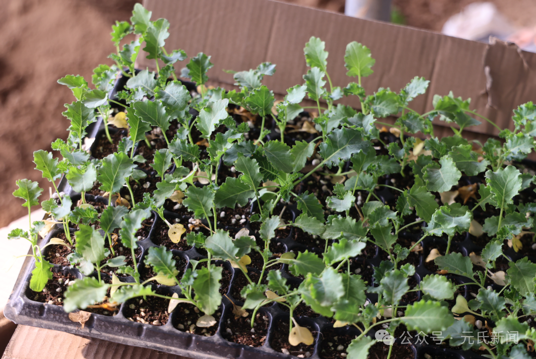 元氏：“超级蔬菜”羽衣甘蓝叩开特色农业“新大门”