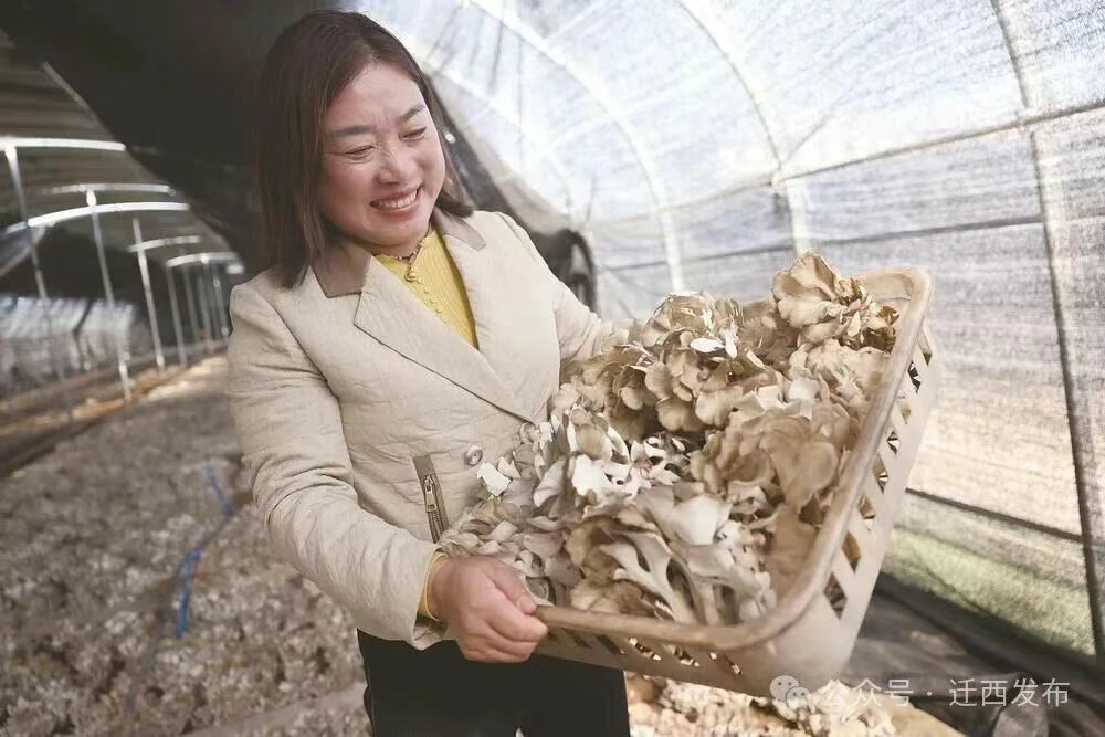 小栗蘑撑起3亿元大产业