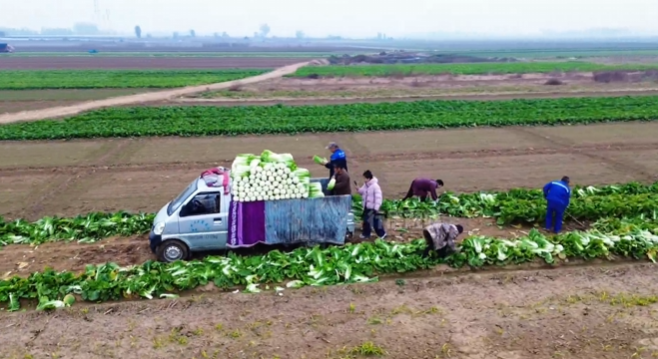 行唐县：特“蔬”行动，“电商+”破难题 羊柴大白菜畅销全国