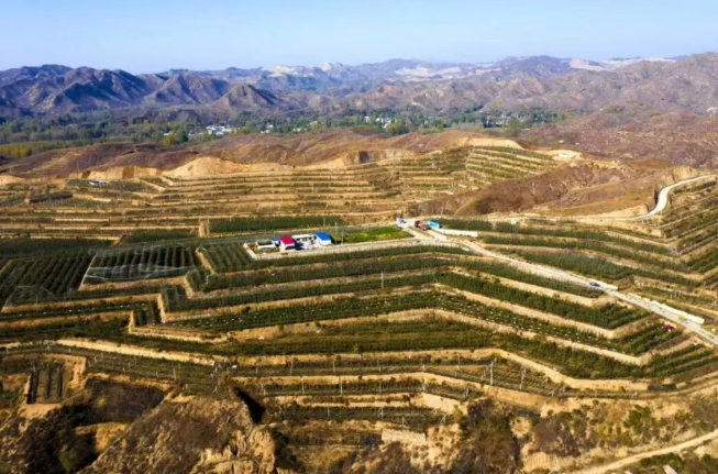 荒山变“金山”！保定市农发集团3000亩智慧果园迎丰收