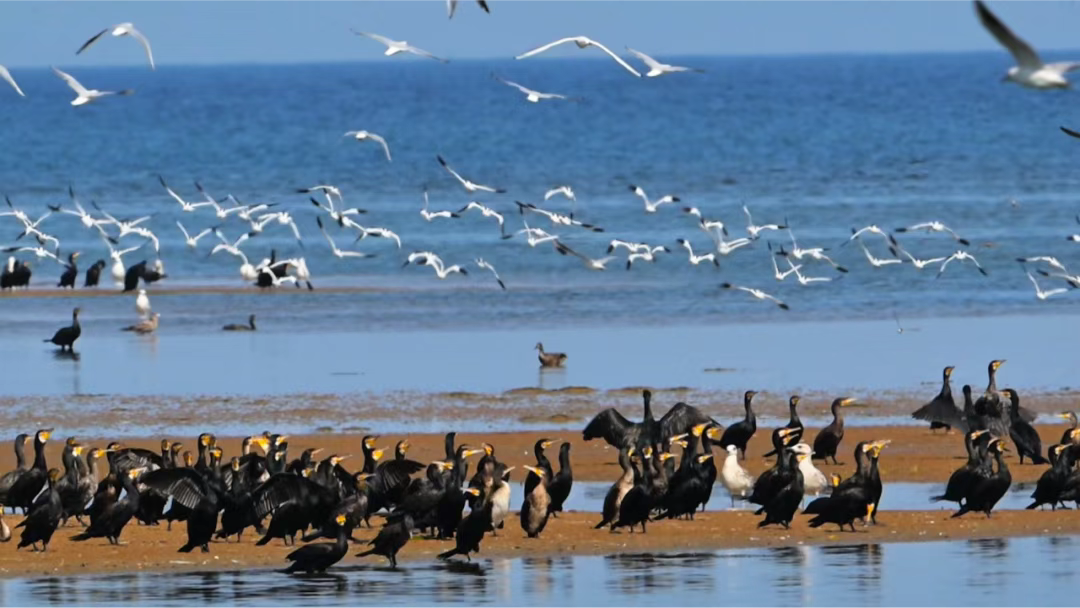生态打底文旅赋能 秦皇岛向“绿”而行