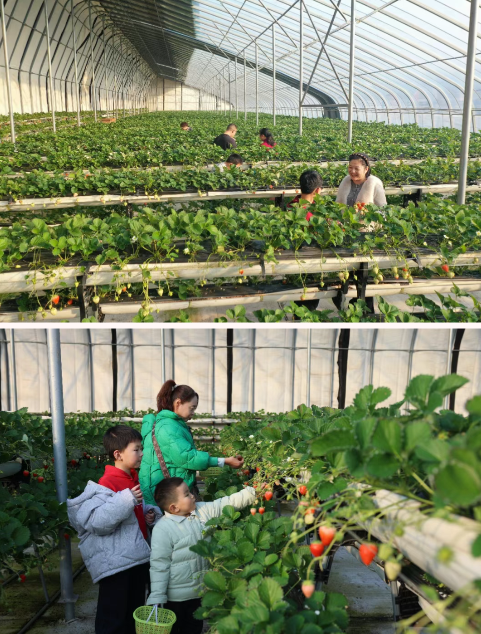 “莓”好时光，等你来采！新河的草莓熟了