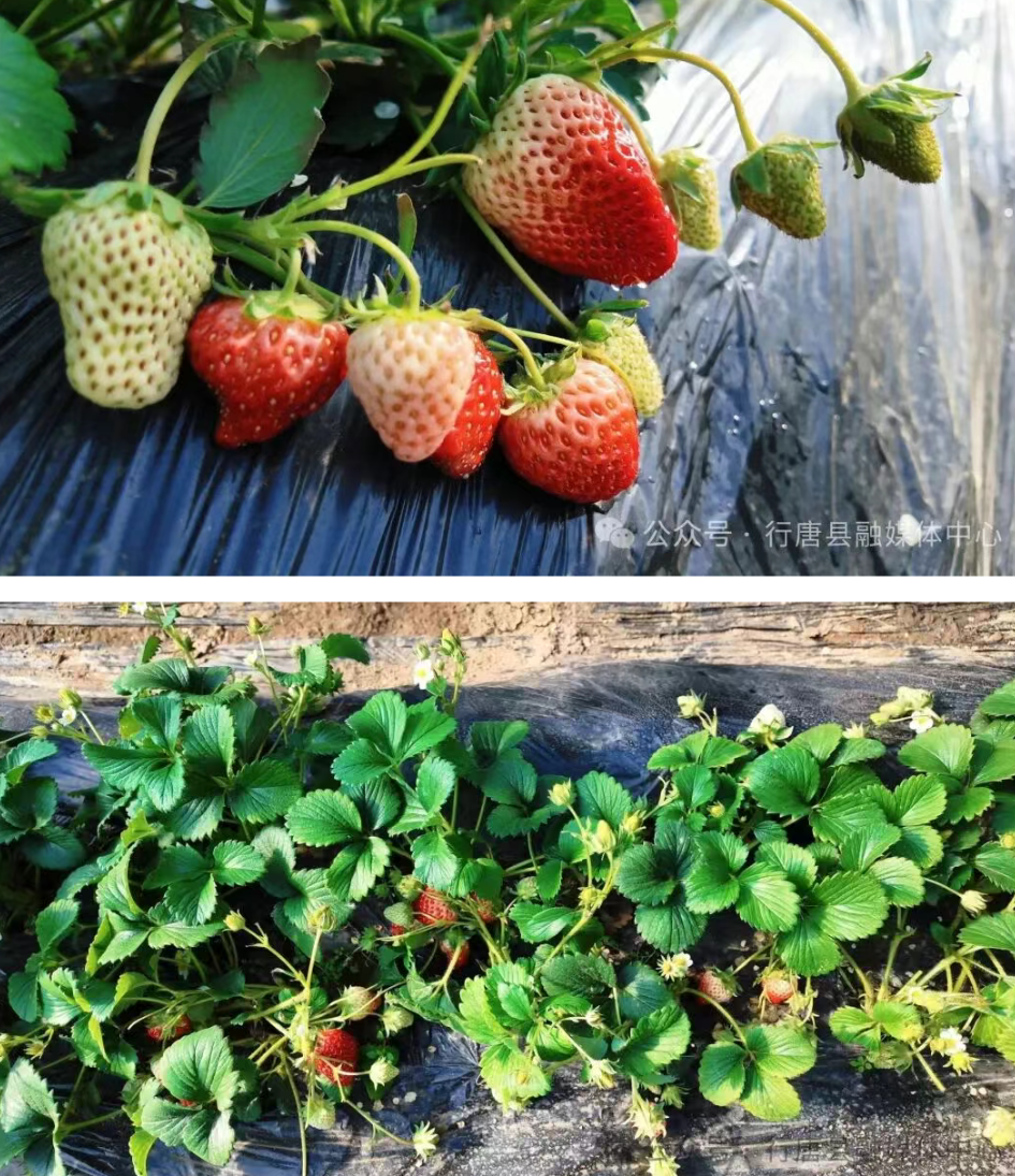 冰天雪地里的“暖棚果香”：行唐独羊岗乡草莓正鲜红