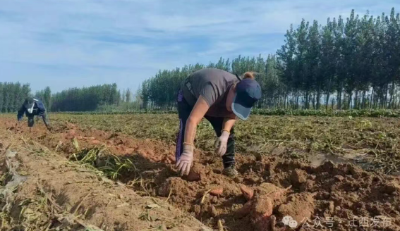 唐山劳动日报深度报道！迁西1.5万亩薯田“生金”