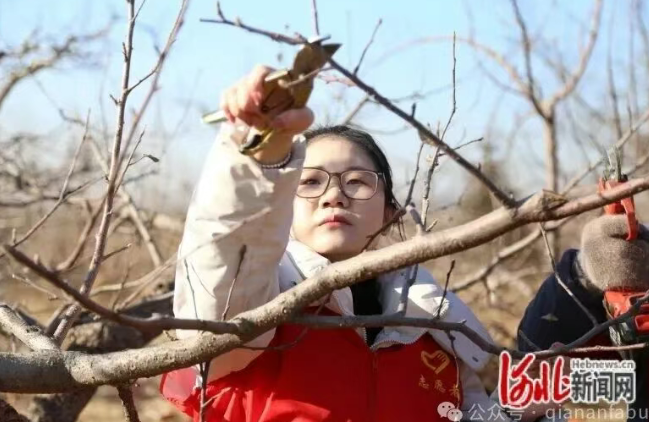 迁安科技“金剪刀”，剪出果农增收新希望