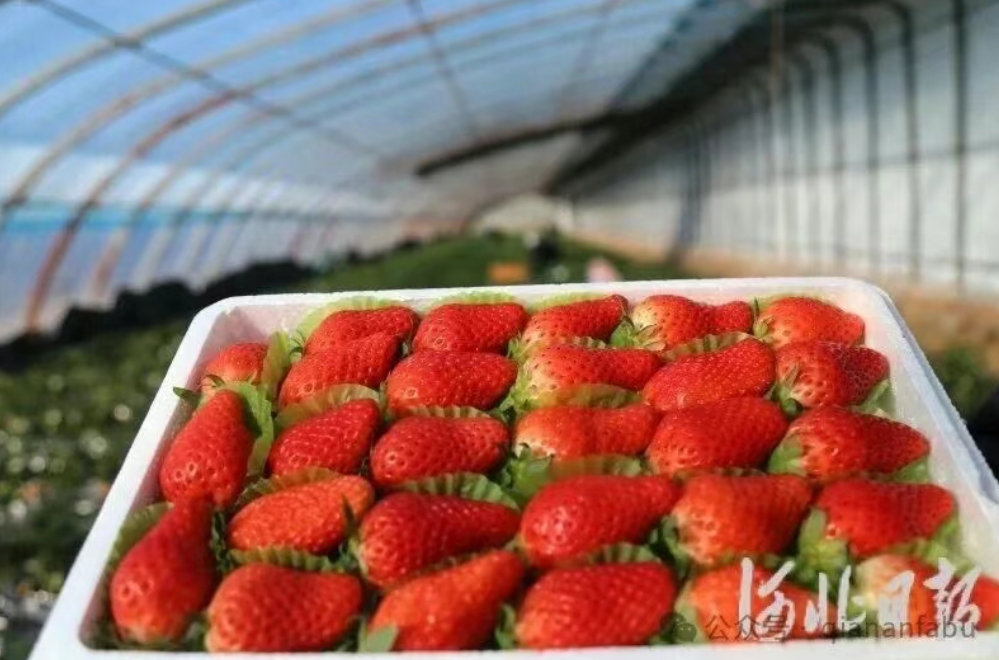 小草莓绘就迁安乡村振兴新画卷！