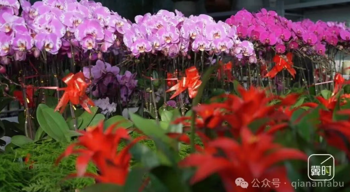 迁安：年宵花俏 新春添彩