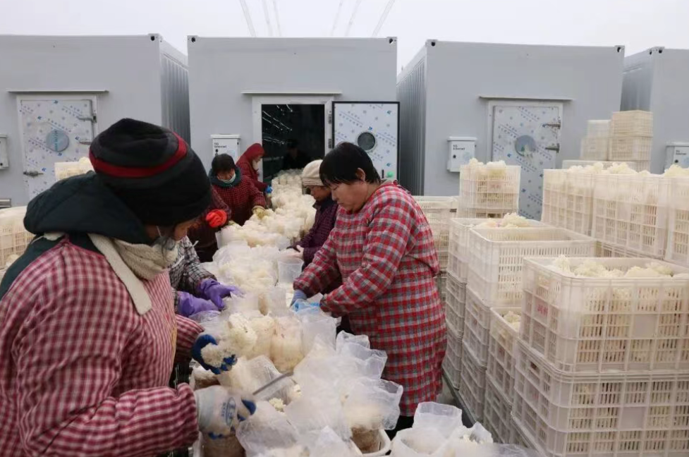 “南菌北种”种出新春新希望