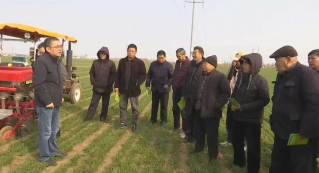 人勤春来早 农技下乡助春管——内丘县农技专家深入田间指导小麦春季管理