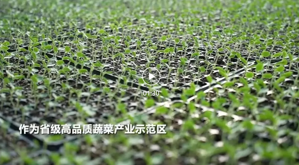 河北献县：智慧大棚展新机 小秧苗育出大产业