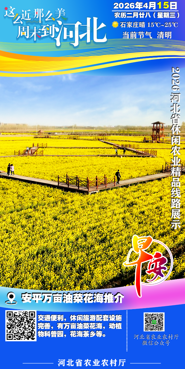安平万亩油菜花海推介