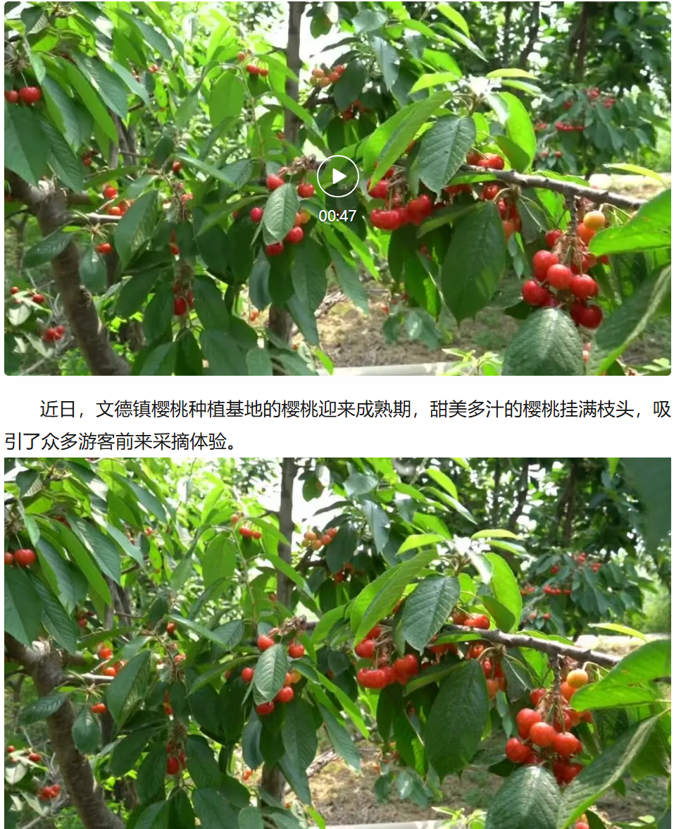樱桃红透迎宾客 果香醉人富农家