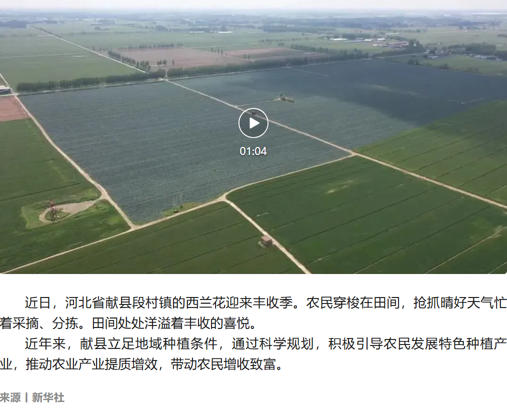【新华社】河北献县：特色种植铺就致富路