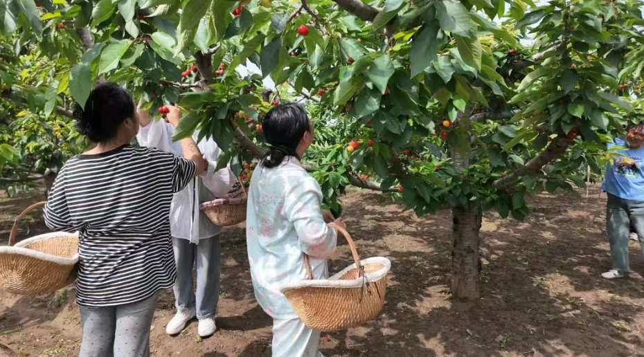 小樱桃结出乡村振兴“致富果”