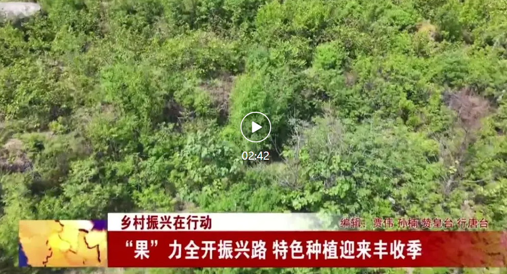 “果”力全开振兴路 特色种植迎来丰收季